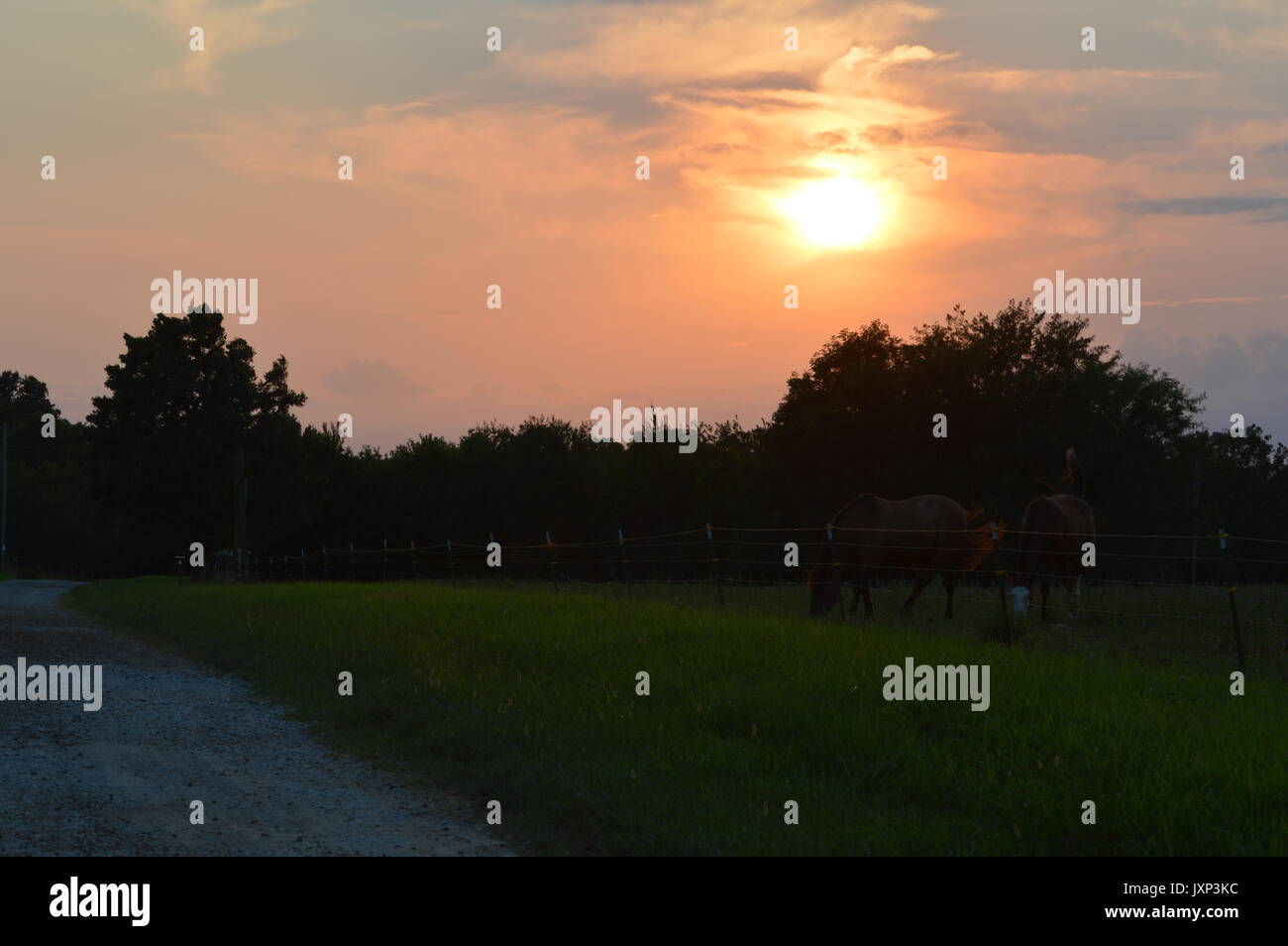 Due bellissimi cavalli su una fattoria in Missouri, godendo di un clima caldo, il tramonto e l'erba. Foto Stock