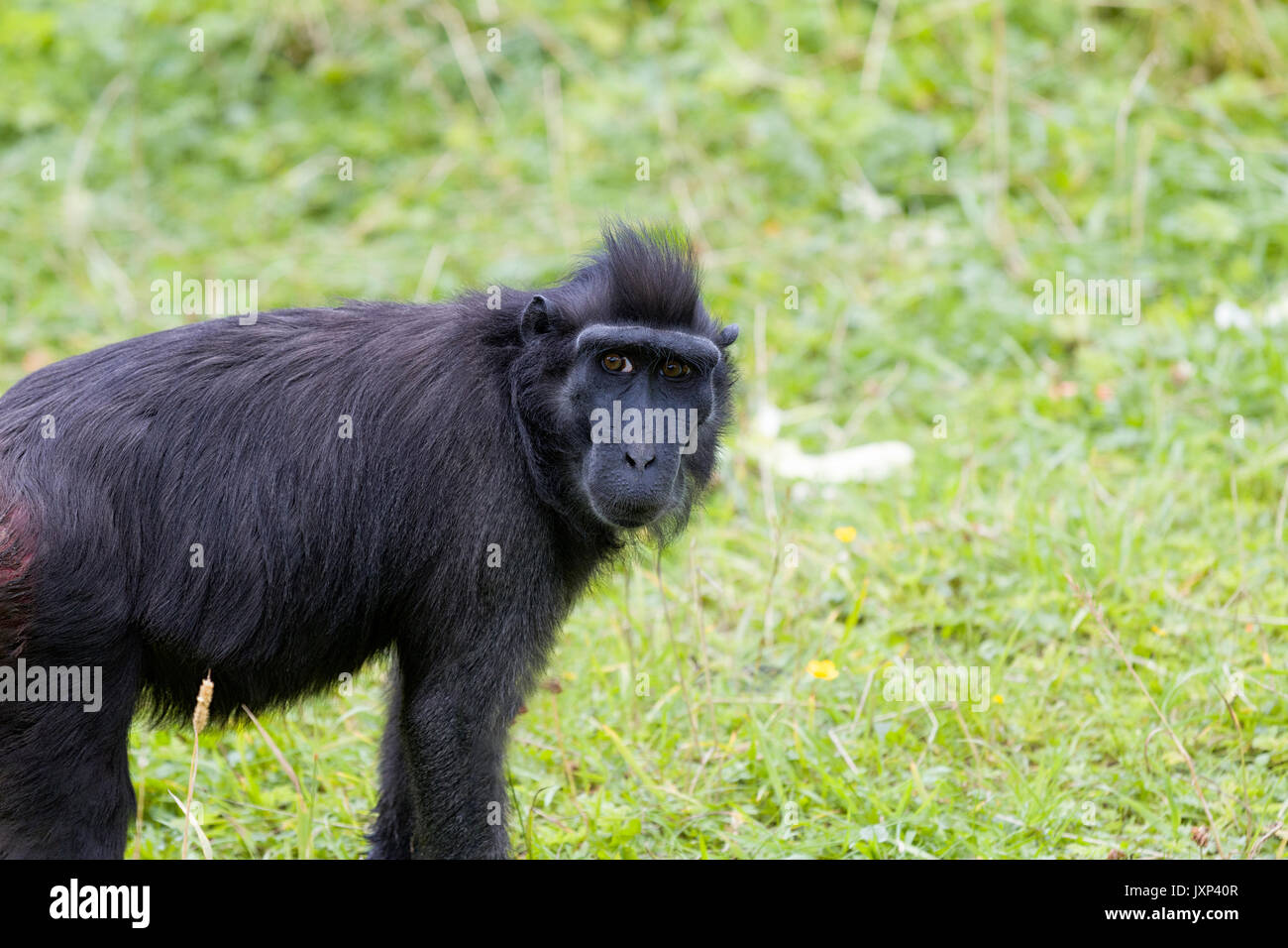 Celebes macaco crestato (Macaca nigra) aka Crested macaco nero, Sulawesi macaco crestata o il Black Ape modello di rilascio: No. Proprietà di rilascio: No. Foto Stock
