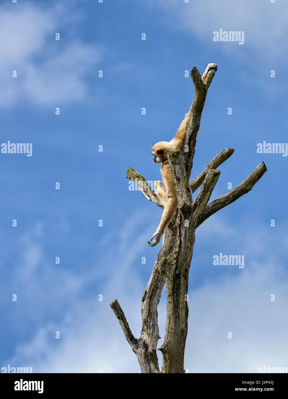 Il lar gibbone (Hylobates lar) aka il bianco-consegnato gibbone, è un primate minacciate in gibbone famiglia Hylobatidae modello di rilascio: No. Proprietà di rilascio: No. Foto Stock