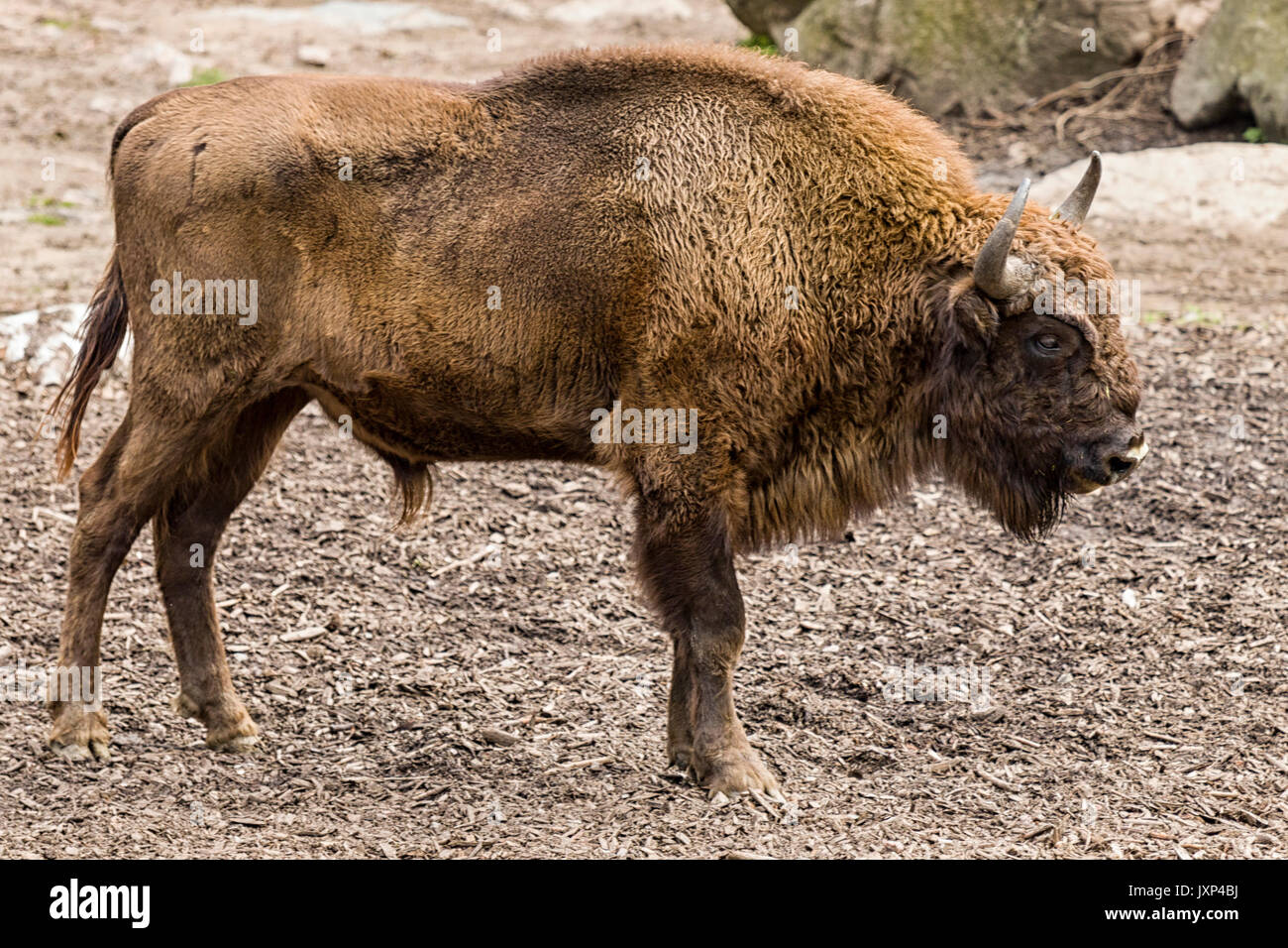 I giovani europei (bison Bison bonasus) aka Wisent o il legno europea bison modello di rilascio: No. Proprietà di rilascio: No. Foto Stock