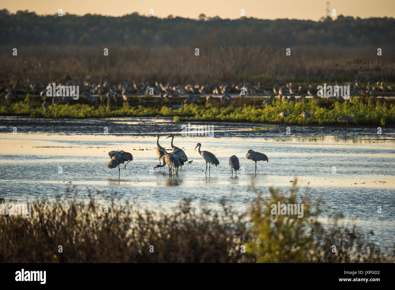 Svernamento gru Sandhill sulla palude poco profonda wetand di La Chua Lavello, Paynes Prairie State Park, Florida Foto Stock