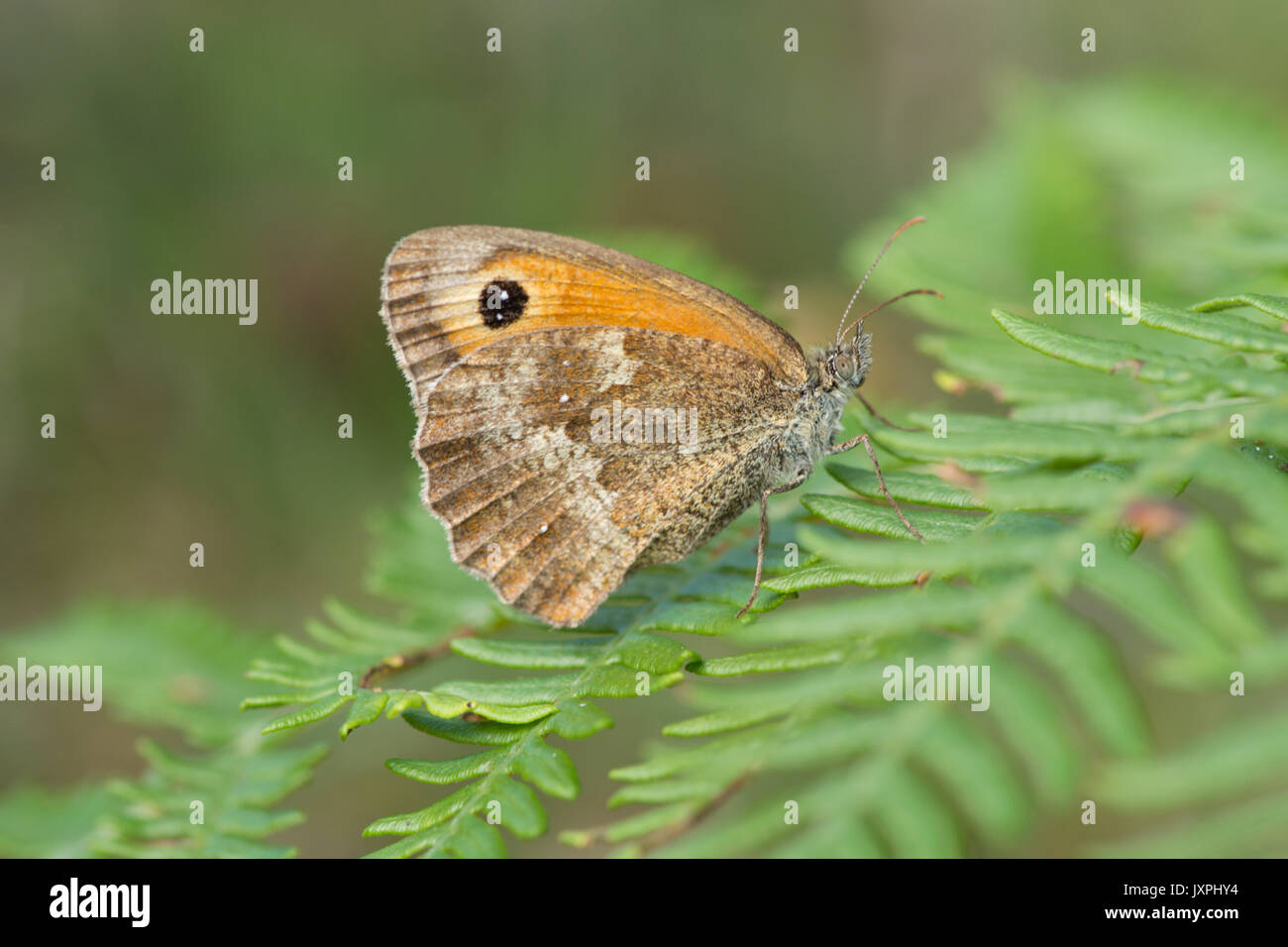 Gatekeeper, hedge brown, Pyronia tithonus, Sussex, Agosto Foto Stock