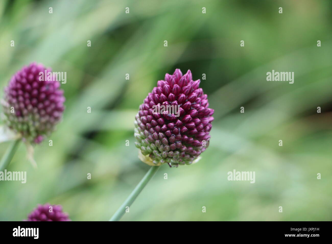 macro di fiori Foto Stock