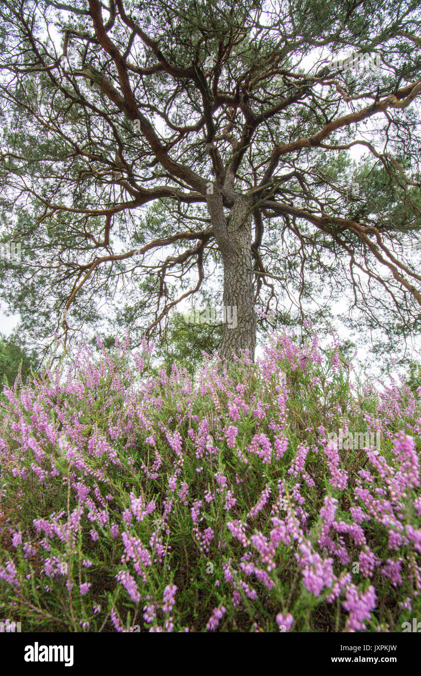 Iping e Stedham Commons, Midhurst, Sussex. Agosto., Ling, Calluna vulgaris, pino silvestre, Pinus sylvestris, Pianura Heath. Foto Stock