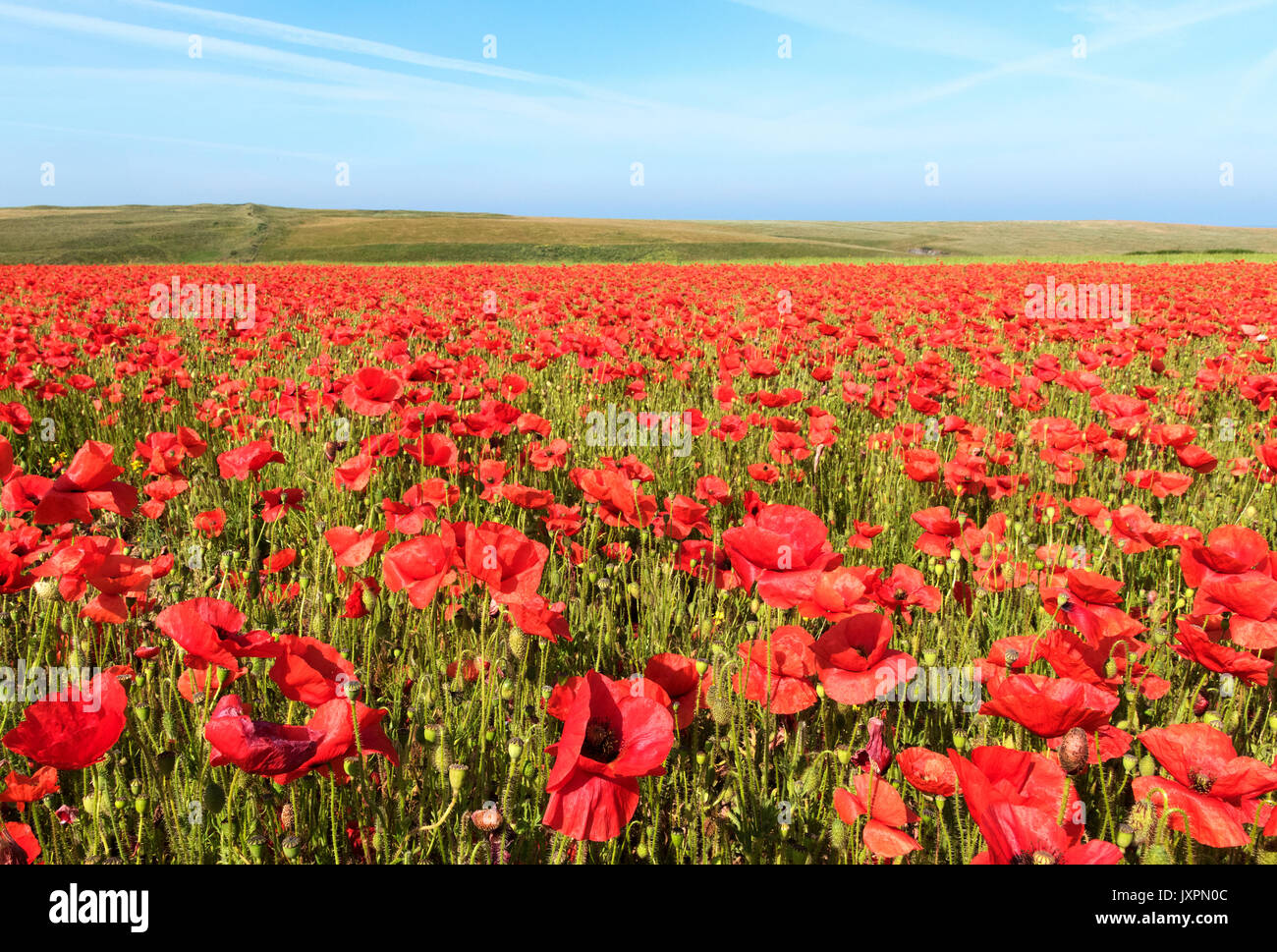 Un campo di wild papaveri rossi a pentire in Cornovaglia, Inghilterra, Regno Unito. Foto Stock