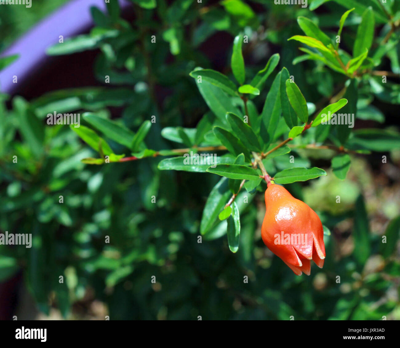 Un unico fiore nascere si blocca su una nana melograno bush in una pentola di viola. Foto Stock