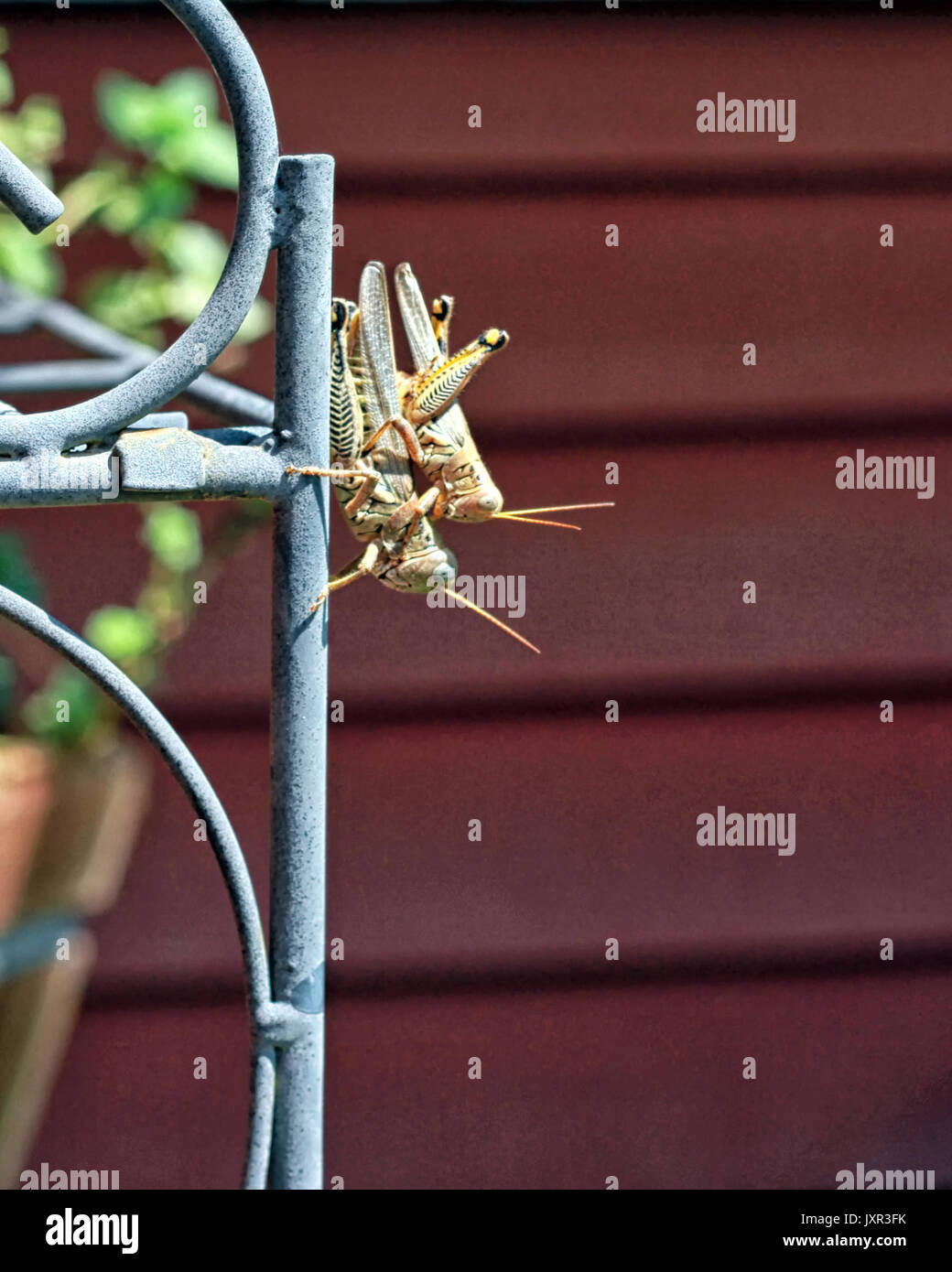 Un maschio e femmina Grasshopper differenziale sono coniugate su un giardino a traliccio. Foto Stock