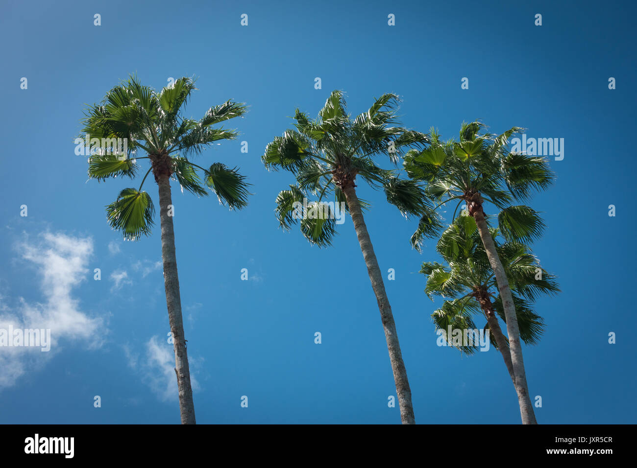 Florida palme contro un cielo blu Foto Stock
