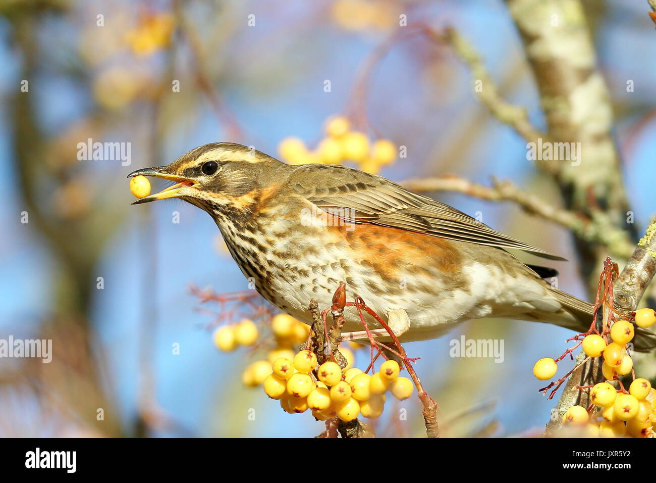 Alimentazione Redwing su bacche Foto Stock