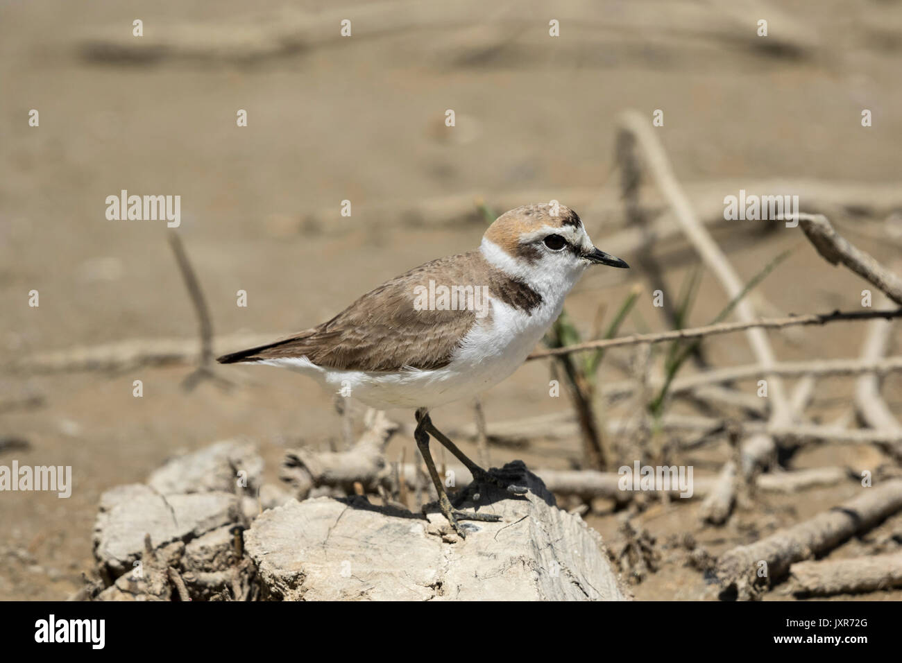 Fratino (Charadrius alexandrinus), maschio Foto Stock