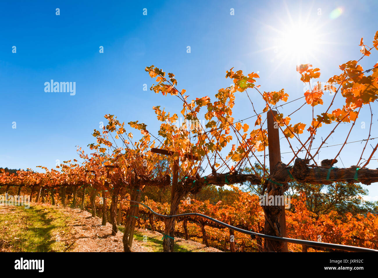 Paesaggio di vigneti con Autunno a colori. Ubicazione: California wine country Foto Stock