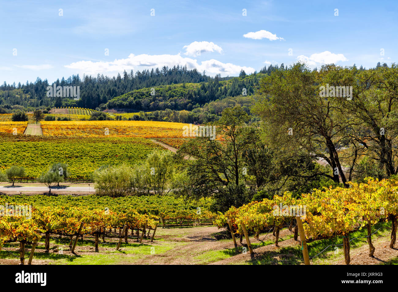 La regione del vino della california paesaggio di vigneti Foto Stock