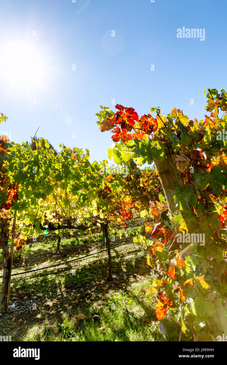 La regione del vino della california paesaggio di vigneti Foto Stock