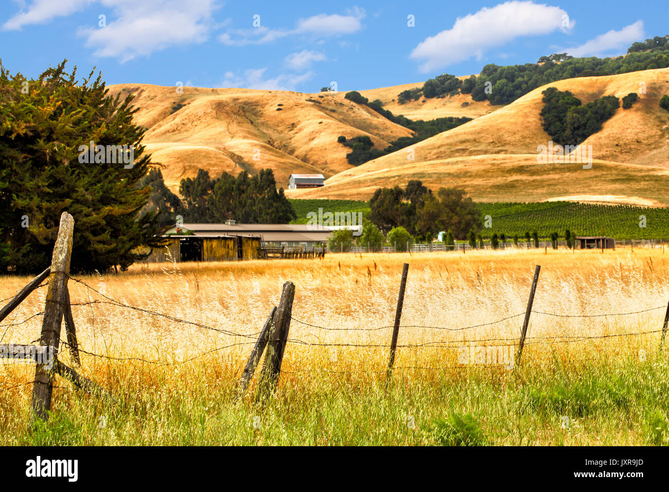 La regione del vino della california paesaggio con golden colline e vigneti. Foto Stock