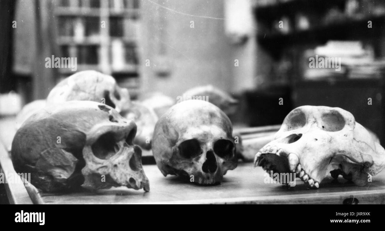 Antropologia, Scienza, teschi Candid shot, alcuni teschi schierati su un tavolo, 1950. Foto Stock