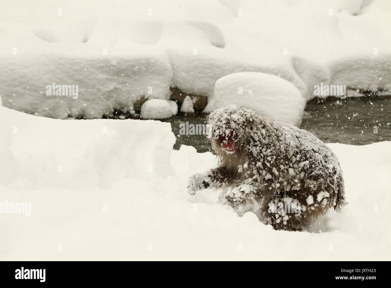 Neve scimmia,j Macaca fuscata Foto Stock