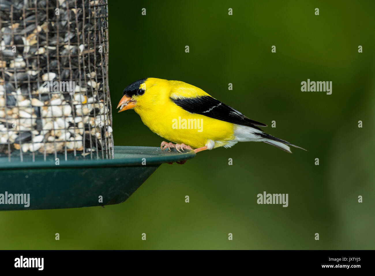 Maschio Cardellino americane di sementi di alimentatore. Foto Stock