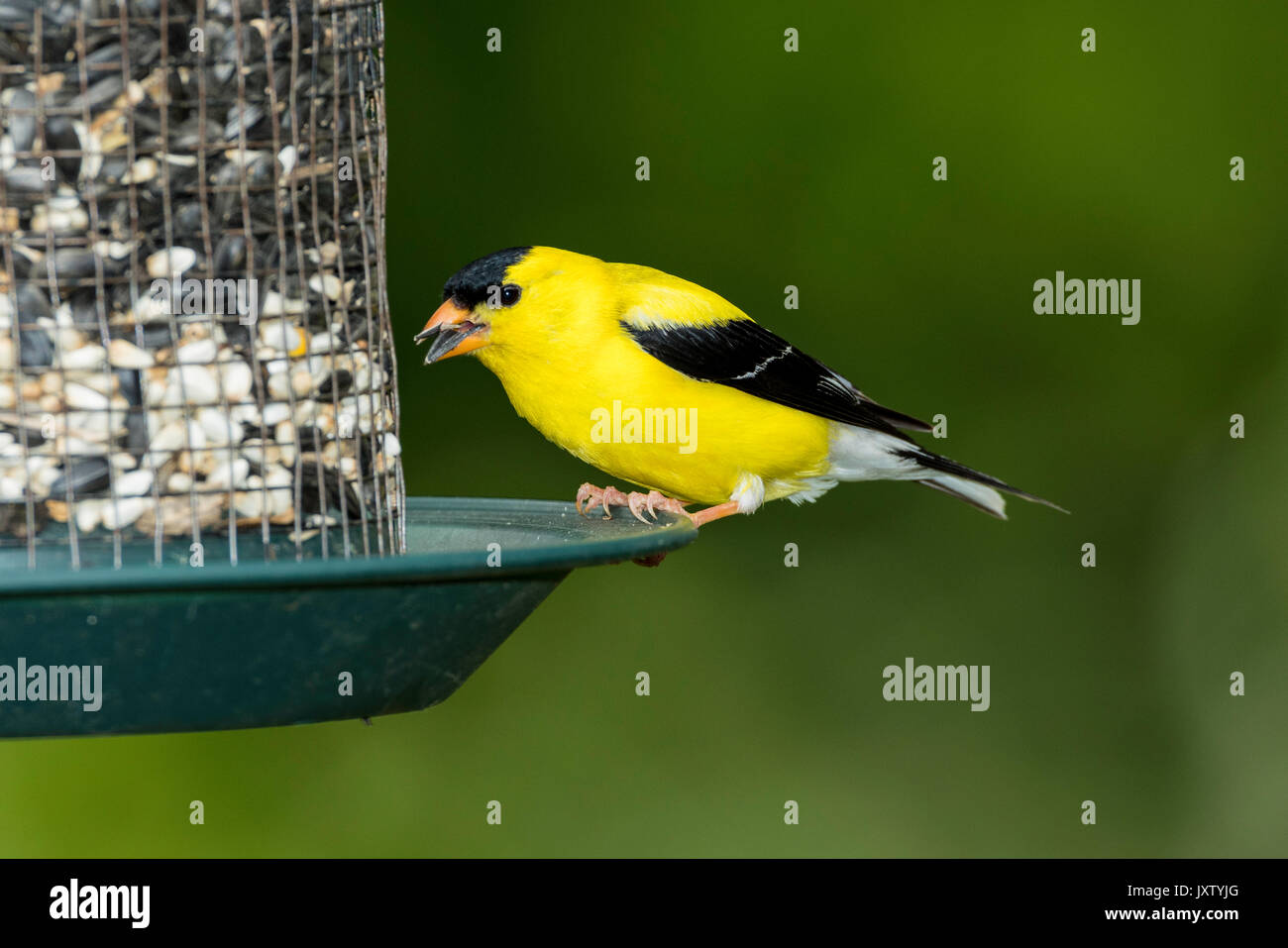 Maschio Cardellino americane di sementi di alimentatore. Foto Stock
