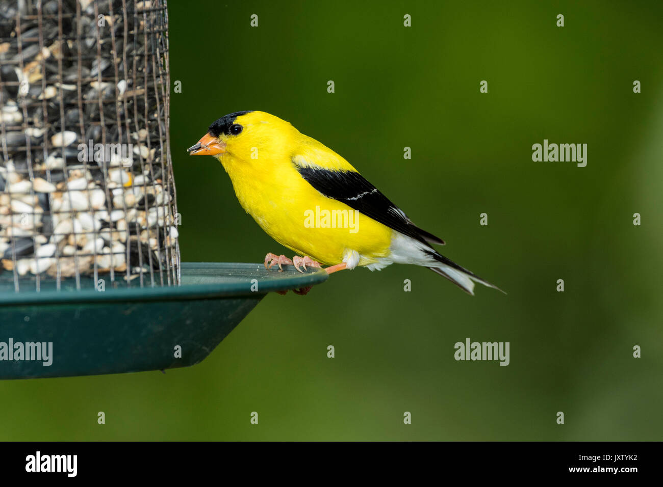 Maschio Cardellino americane di sementi di alimentatore. Foto Stock
