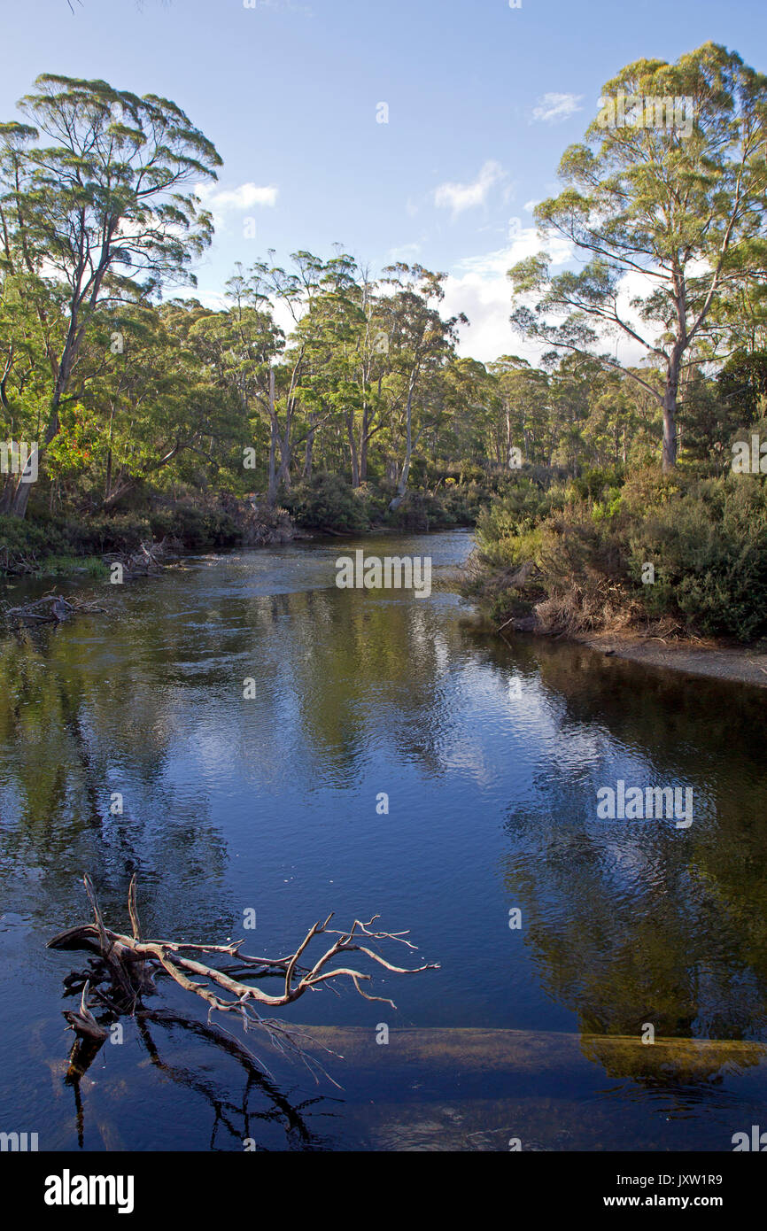 Il fiume Derwent vicino le sue sorgenti presso il lago St Clair Foto Stock
