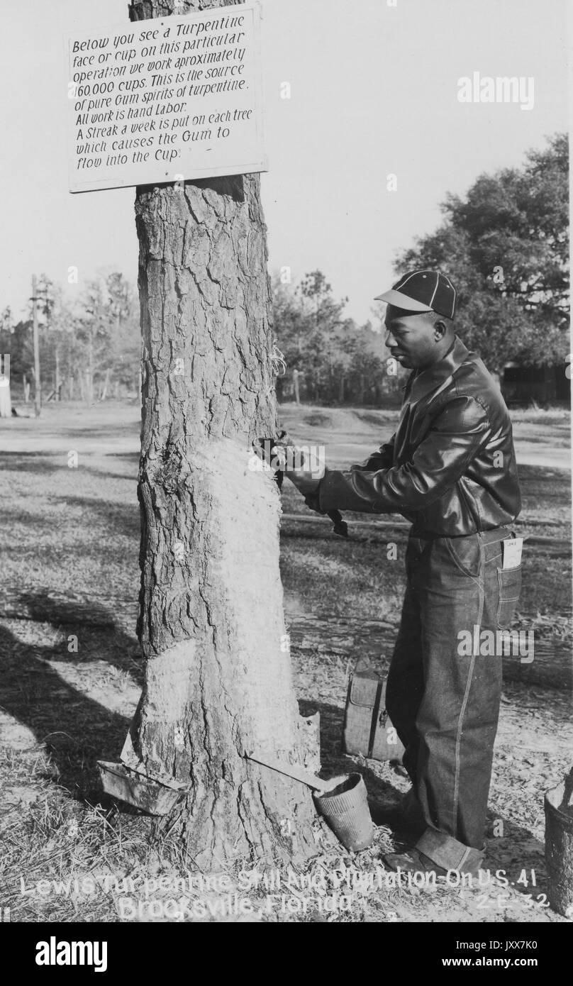 Ritratto a lunghezza intera di un uomo afro-americano che raschia la corteccia da un albero, indossando un cappello e una giacca di pelle scura, sulla piantagione di Lewis a Brooksville, Florida, 1930. Foto Stock
