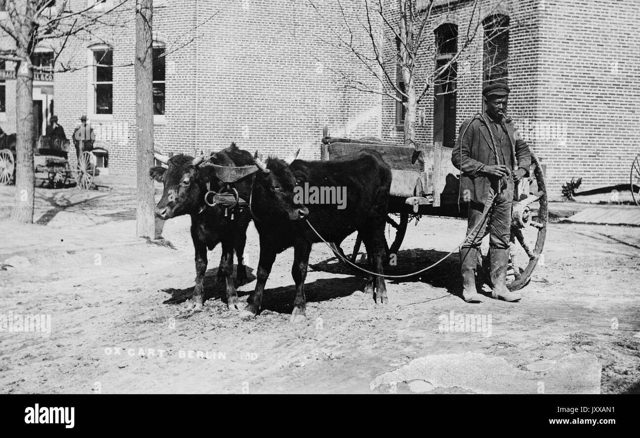 Ritratto a lunghezza intera di un maschio afroamericano maturo che lavora all'aperto con carro guidato da due mucche, indossando giacca scura, pantaloni scuri, camicia scura, cappuccio scuro e stivali di gomma, frusta, tubo in bocca, in piedi davanti alla fabbrica con pareti in mattoni, espressione concentrata, 1915. Foto Stock