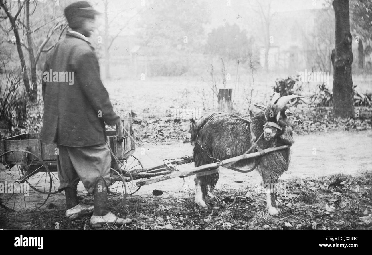 A piena lunghezza ritratto permanente di African American maschio in piedi accanto a carro azionato da capra, indossando scuro, Pantaloni scuri e hat, stando all'aperto accanto al passaggio di sporcizia e alberi, 1915. Foto Stock