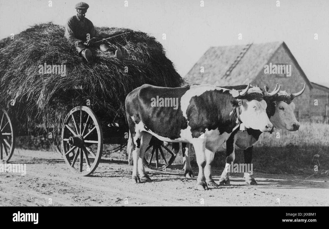 Ritratto a lunghezza intera di un maschio afroamericano maturo seduto su un mucchio di fieno in carro guidato da due mucche, indossando camicia scura, pantaloni scuri e cappellino, sul sentiero di sporcizia davanti alle case, espressione neutra, Canada, 1915. Foto Stock