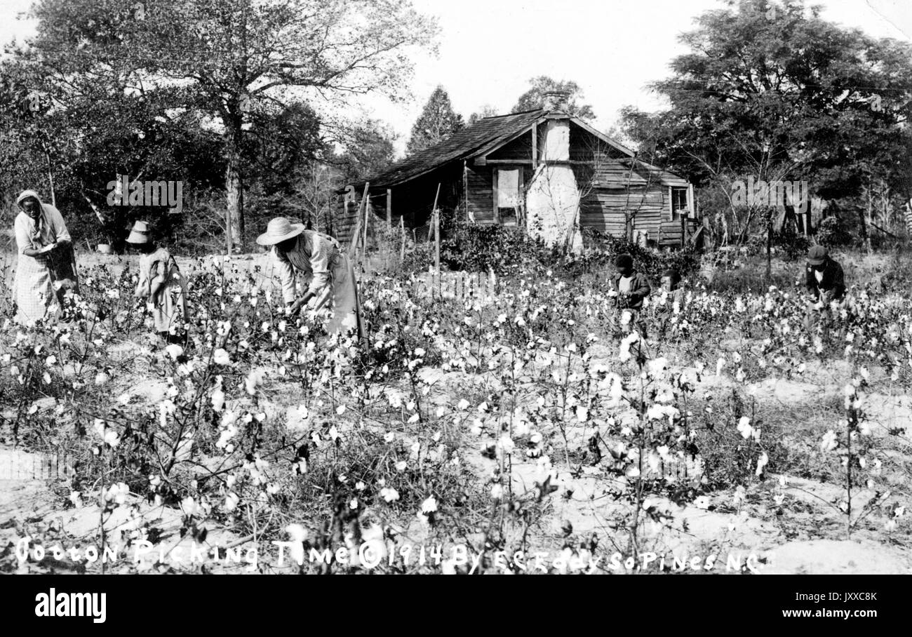 Paesaggio a lunghezza intera di donne che raccolgono cotone; Southern Pines, North Carolina, 1914. Foto Stock