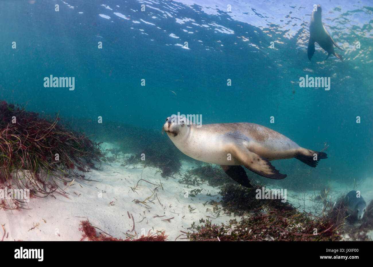 Leoni marini australiani subacqueo, Isole Neptune, Sud Australia. Foto Stock