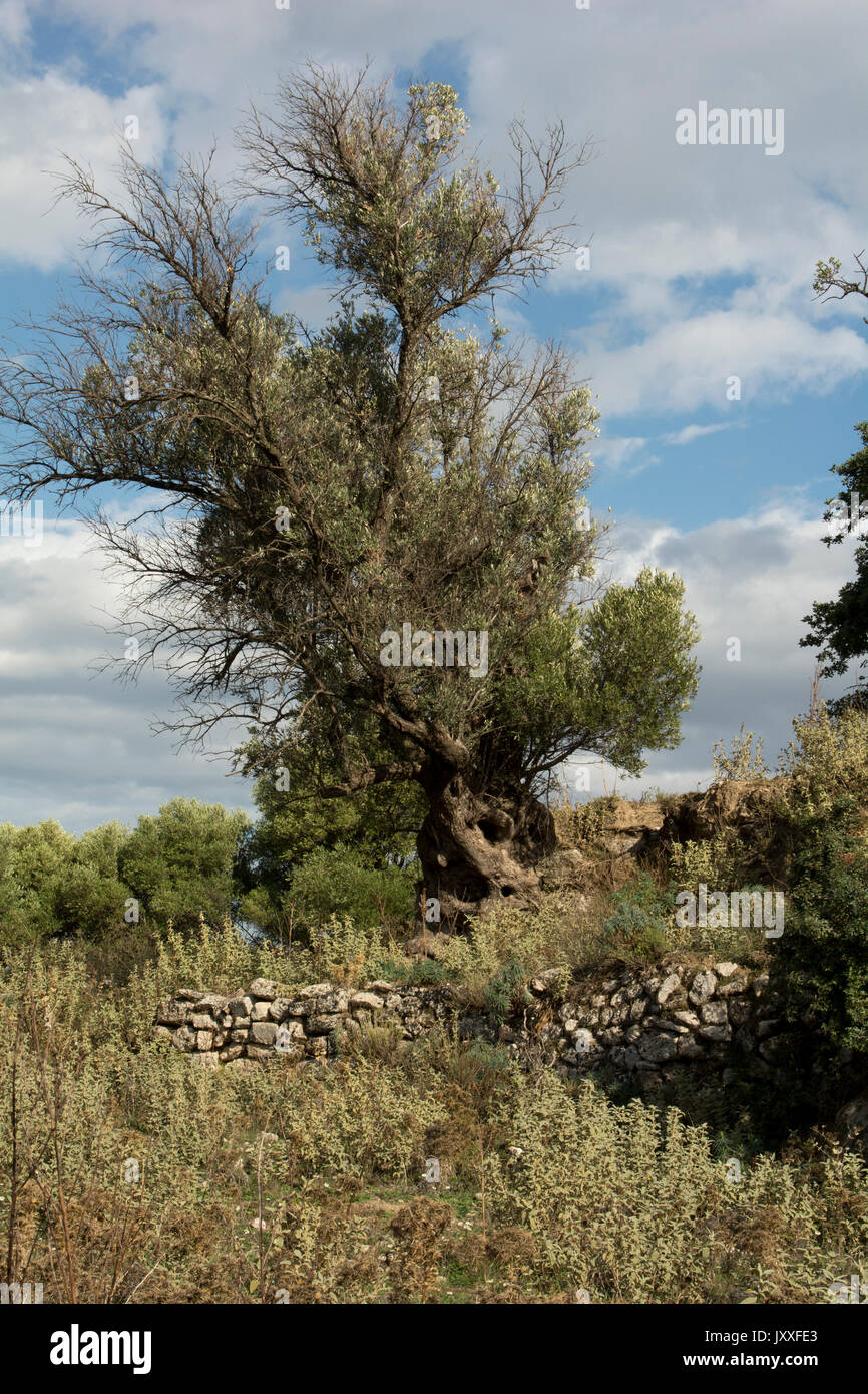 Alberi di ulivo come questo vicino Eleutherna in creta sono coltivate dal 6000 anni e alcuni di questi alberi sembrano essere alcune migliaia di anni. Foto Stock