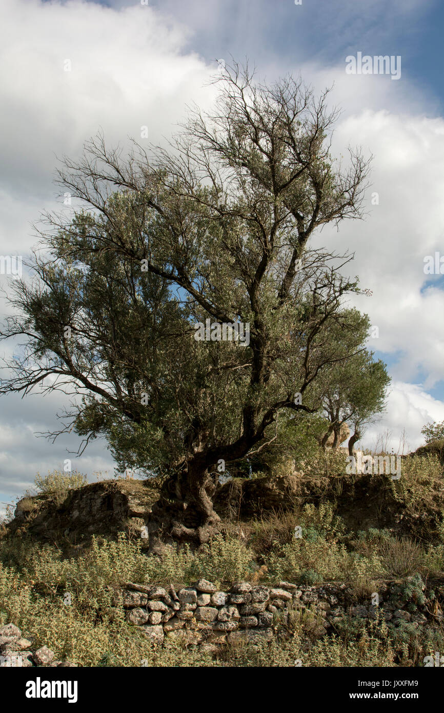 Alberi di ulivo come questo vicino Eleutherna in creta sono coltivate dal 6000 anni e alcuni di questi alberi sembrano essere alcune migliaia di anni. Foto Stock