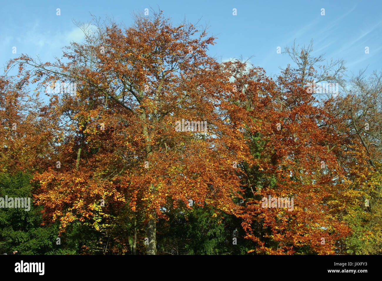 Autunno rosso colore delle foglie sugli alberi con un cielo blu con nuvole bianche sfondo. Foto Stock