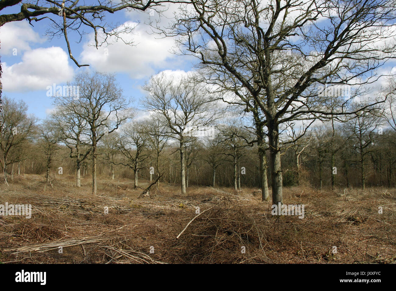 Recentemente boschi cedui di quercia (Quercus robur) standard e di tagliare rami sul pavimento del bosco. Sullo sfondo di un cielo blu con nuvole bianche. Foto Stock