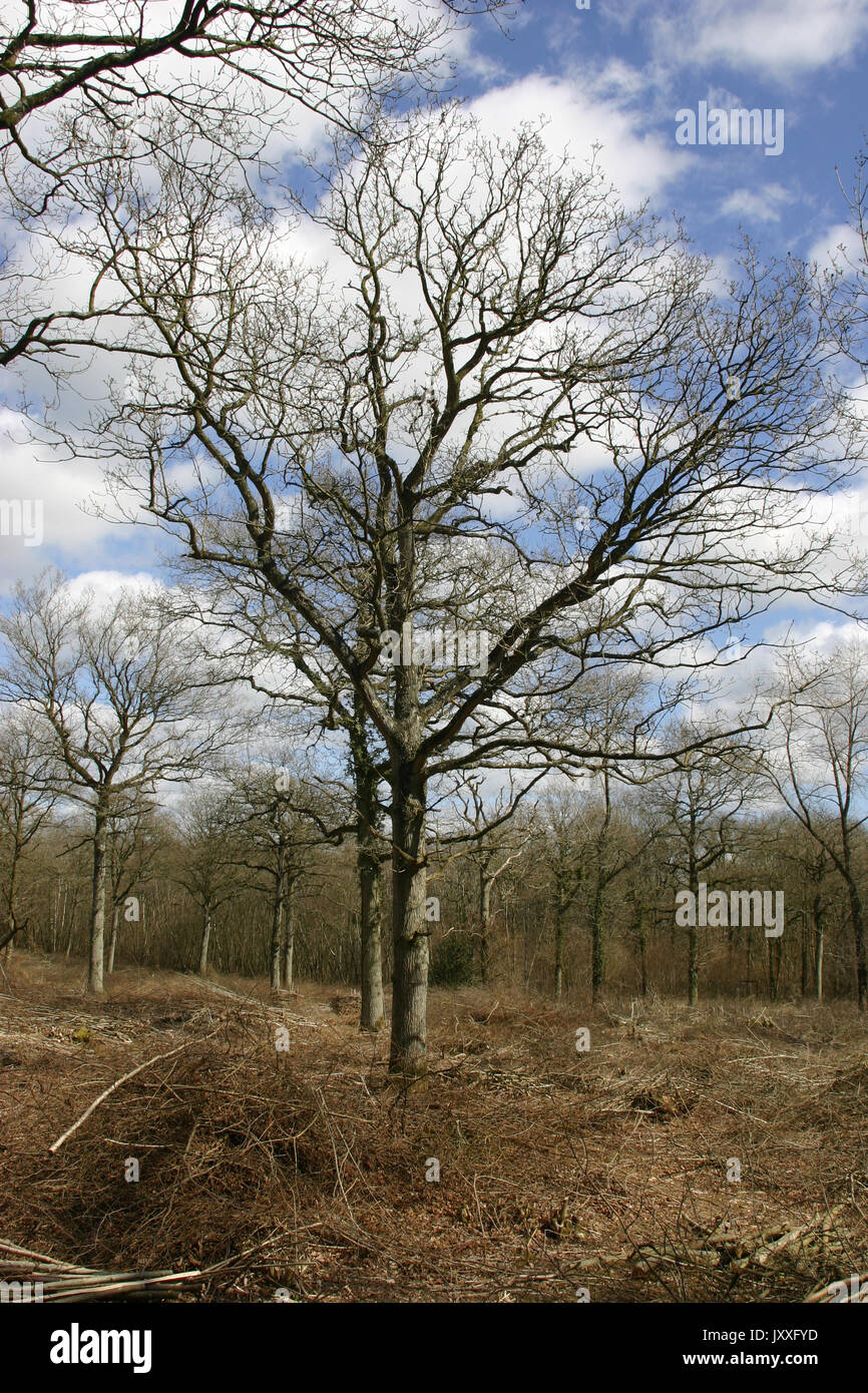 Recentemente boschi cedui di quercia (Quercus robur) standard e di tagliare rami sul pavimento del bosco. Sullo sfondo di un cielo blu con nuvole bianche. Foto Stock