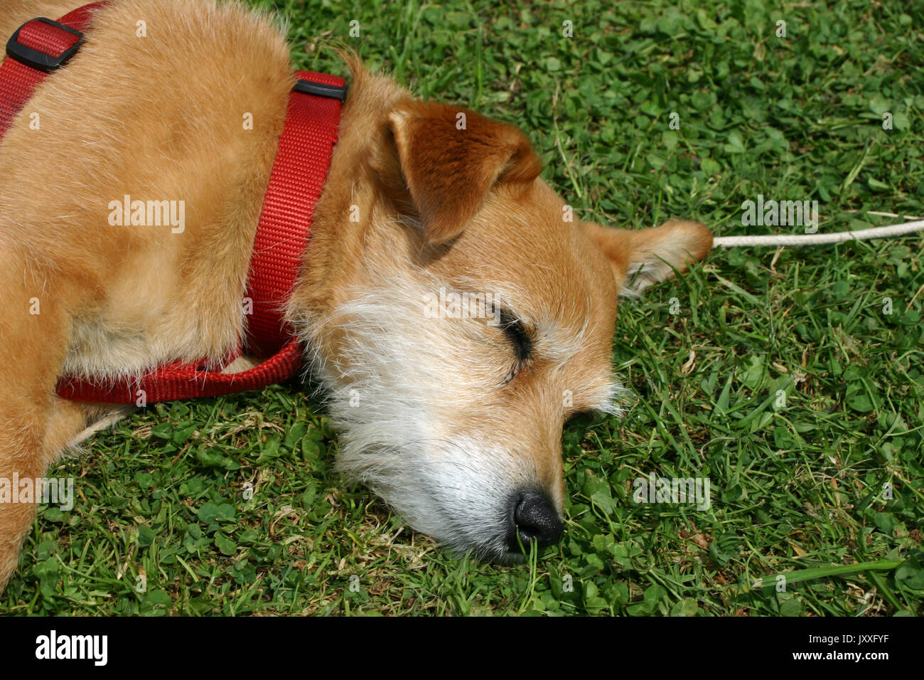Un simpatico marrone e bianco Jack Russell cross Yorkshire terrier mongrel cane addormentato sul prato con un cavo rosso. Foto Stock