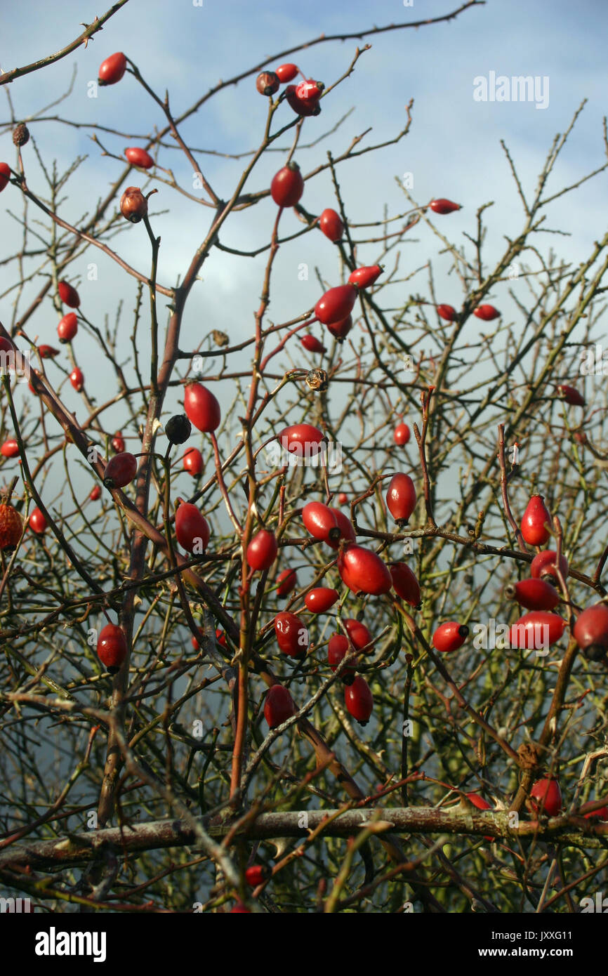 Cinorroidi (Rosa canina) in inverno in crescita in una siepe sfrondato con un cielo scuro dello sfondo. Foto Stock