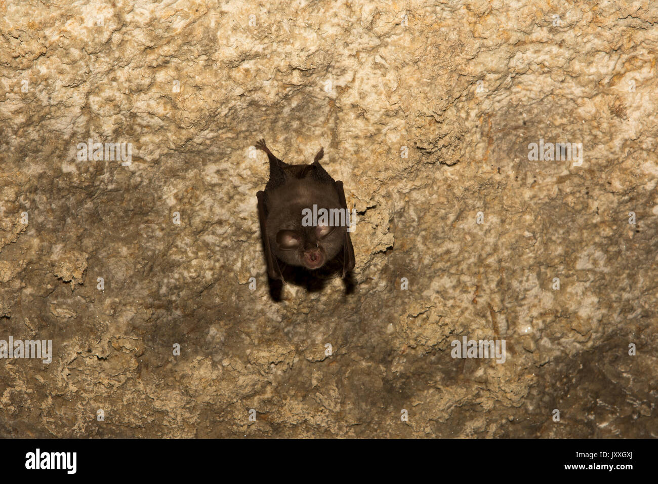 Ferro di Cavallo minore spesa Bat la sua giornata in un sinterizzato di calcare tunnel romano e cisterna nei pressi di Eleutherna nel centro di Creta. Foto Stock