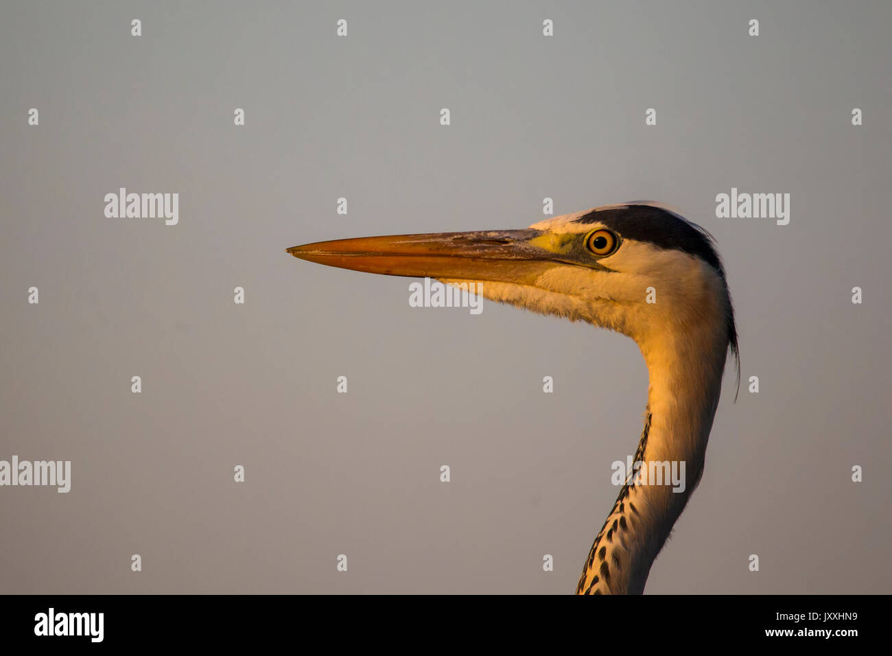 Close up headshot di airone cenerino Ardea cinerea al crepuscolo Foto Stock