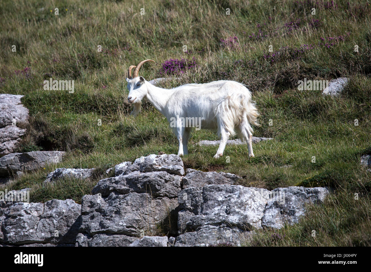 Capra del Kashmir - Capra falconeri cashmiriensis sulla collina rocciosa Foto Stock