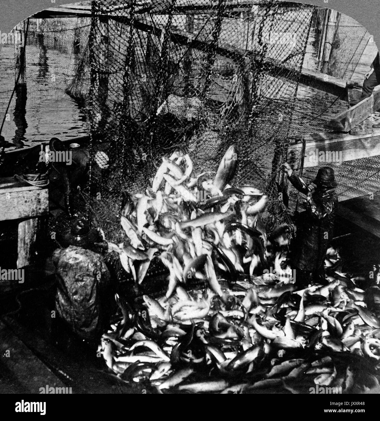 Das mittels Lachs-Fangen caduto im Puget Sund, Washington, Stati Uniti d'America 1902. Brailing takin salmone dalla trappola a Puget Sound, Washington, Stati Uniti d'America 1902. Foto Stock
