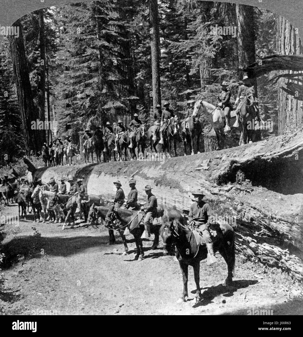 Trupp 1, 15. Reggimento Kavallerie auf dem Stamm des 'caduto Monarch', Mariposa Grove, Kalifornien, USA 1901. Ho truppa, xv noi cavalleria sul tronco di 'caduto Monarch', Mariposa Grove, California, Stati Uniti d'America 1901. Foto Stock