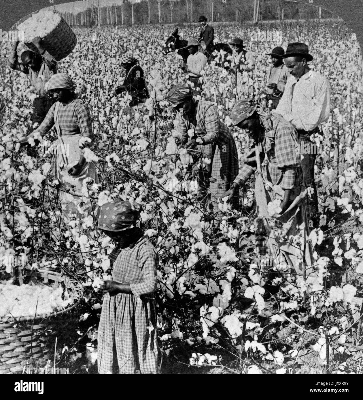Baumwolle ist König - Feldszene auf einer Plantage in Georgia, Stati Uniti d'America 1895. Il cotone è re - scena da una piantagione in Georgia, Stati Uniti d'America 1895. Foto Stock