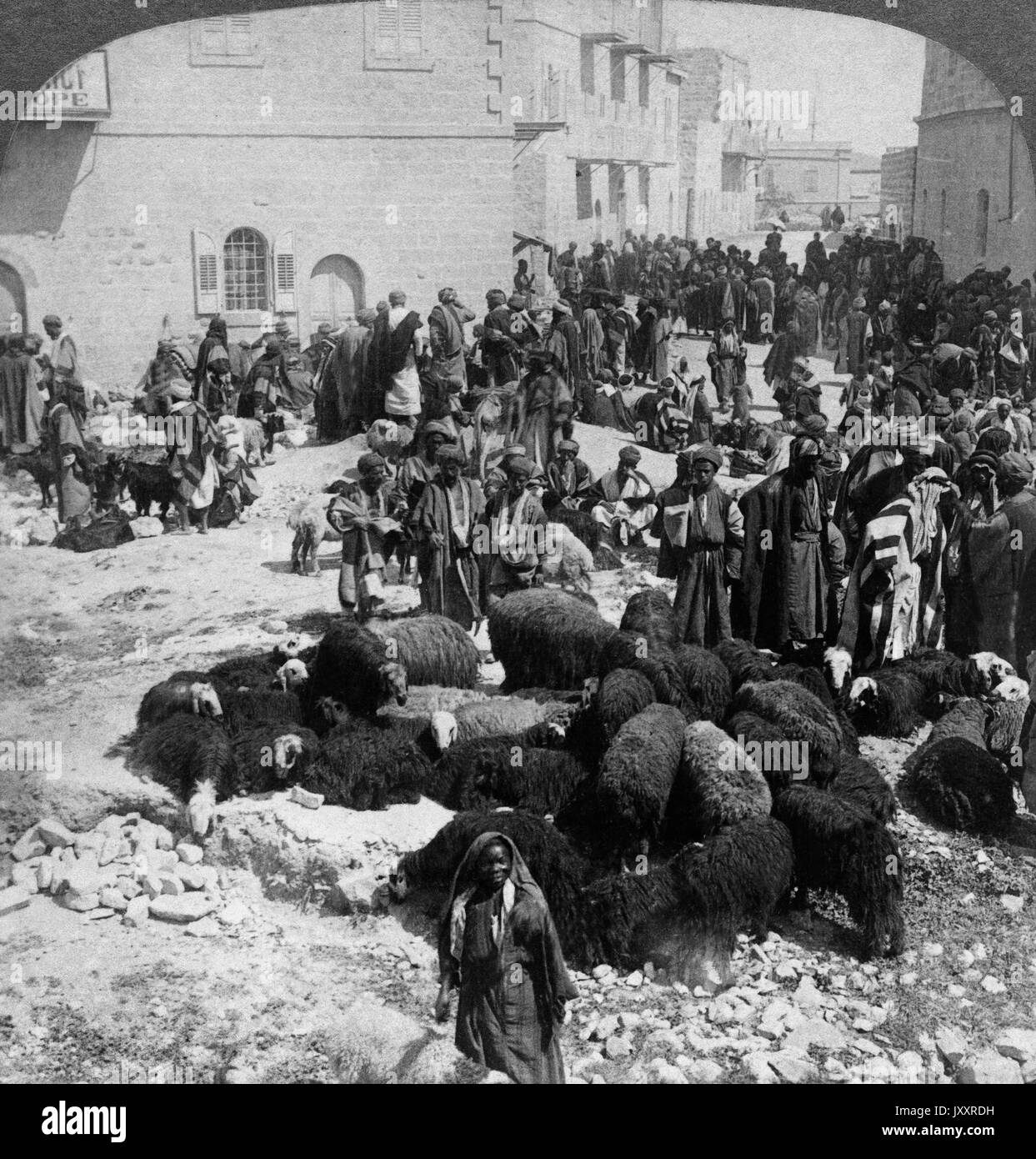 Lämmer werden zur Schlachtbank geführt beim islamischen Opferfest in Gerusalemme, Palästina 1904. Agnelli ha portato alla macellazione islamica settimana sacrificale, Gerusalemme e Palestina 1904. Foto Stock