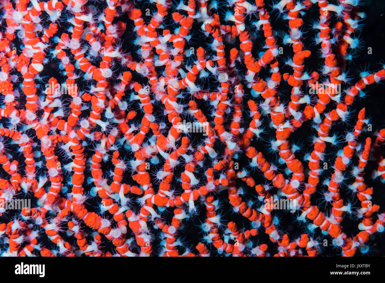Molti anello anemoni di mare (Peronanthus sp3) di fissaggio ai rami di gorgonia. Owase, Mie, Giappone. -18m Foto Stock