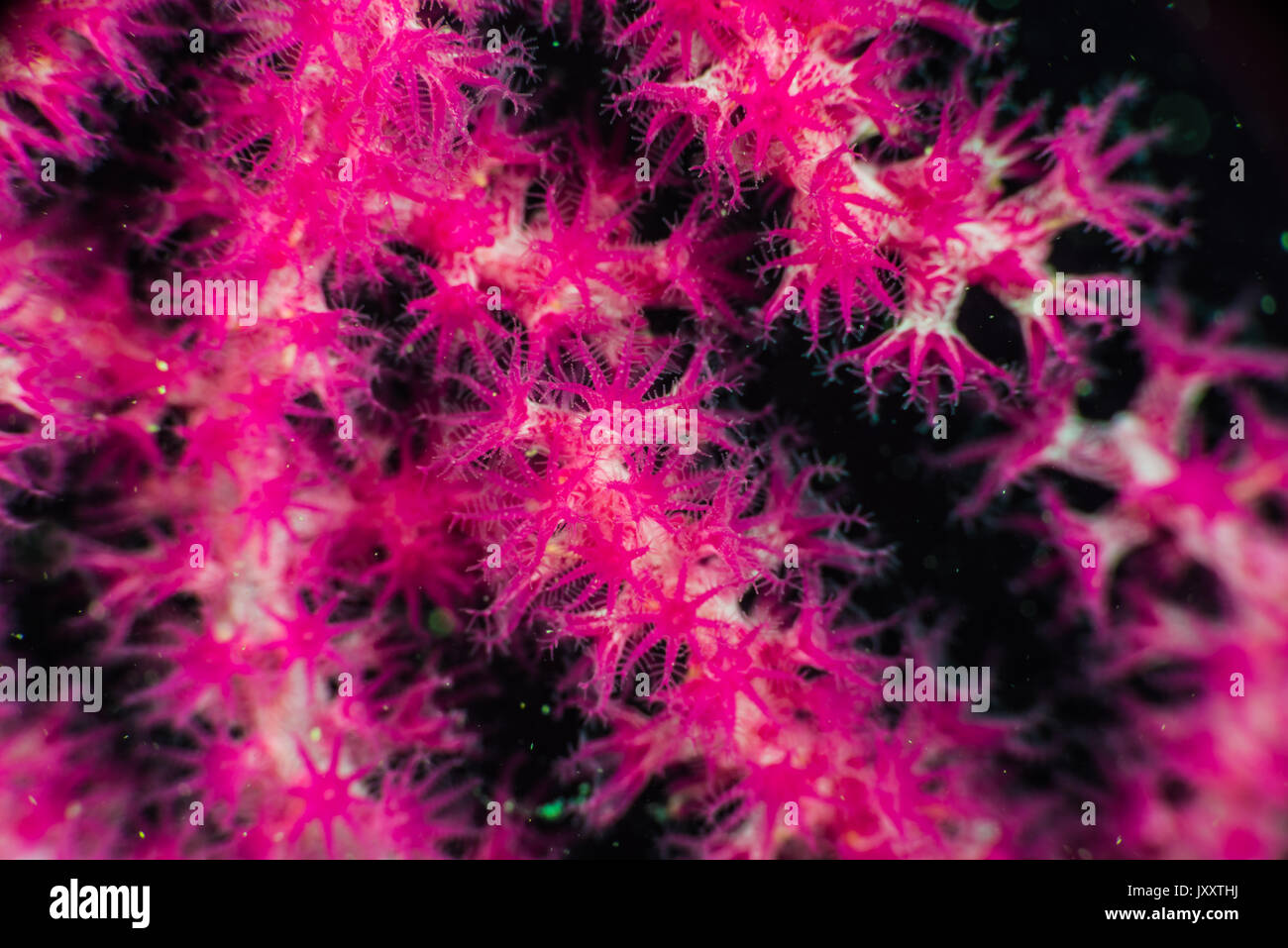 Softcoral, espandendo i polipi come flower Foto Stock