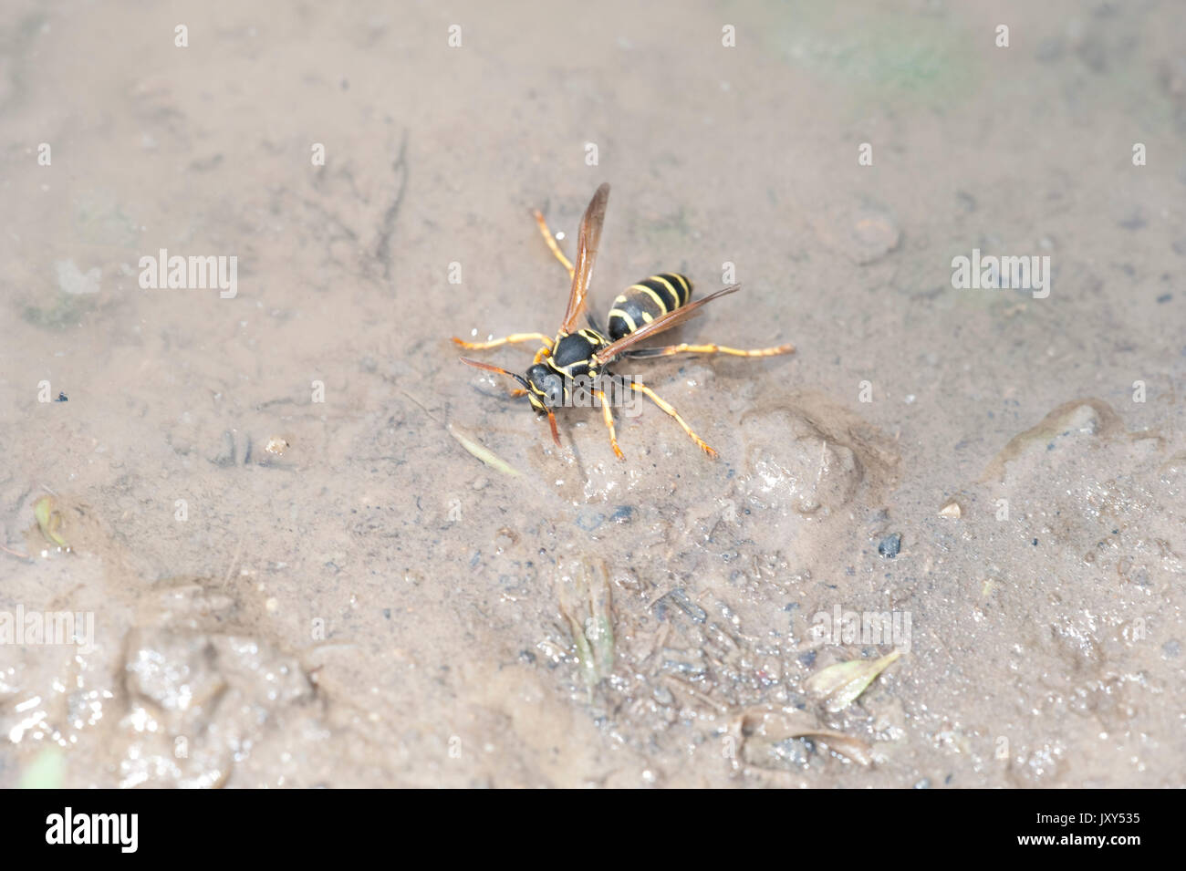 Carta Wasp, Polistes gallicus, Babadag foresta, Romania, acqua potabile a pozza, foederatus Polistes Foto Stock