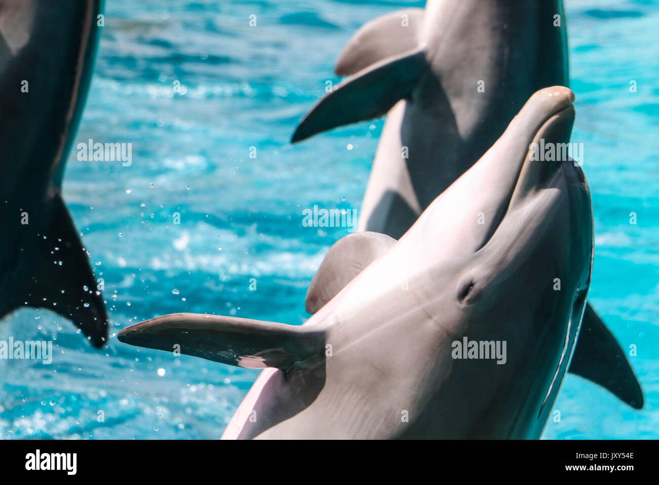 delfini Foto Stock