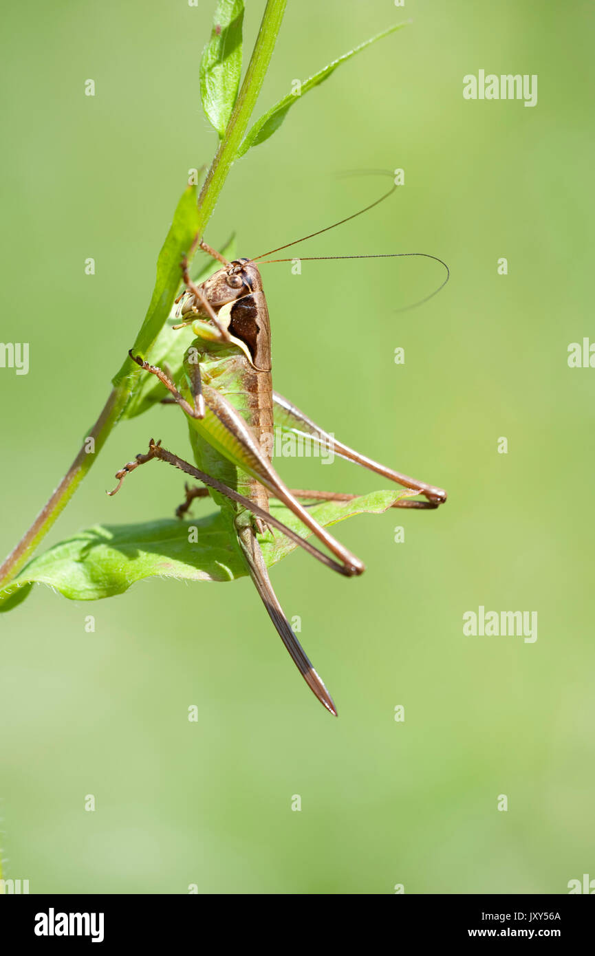 Roesel's Bush Cricket, Metrioptera roeselii, montagne di Bucegi, Romania, femmina, ovipositor di grandi dimensioni Foto Stock