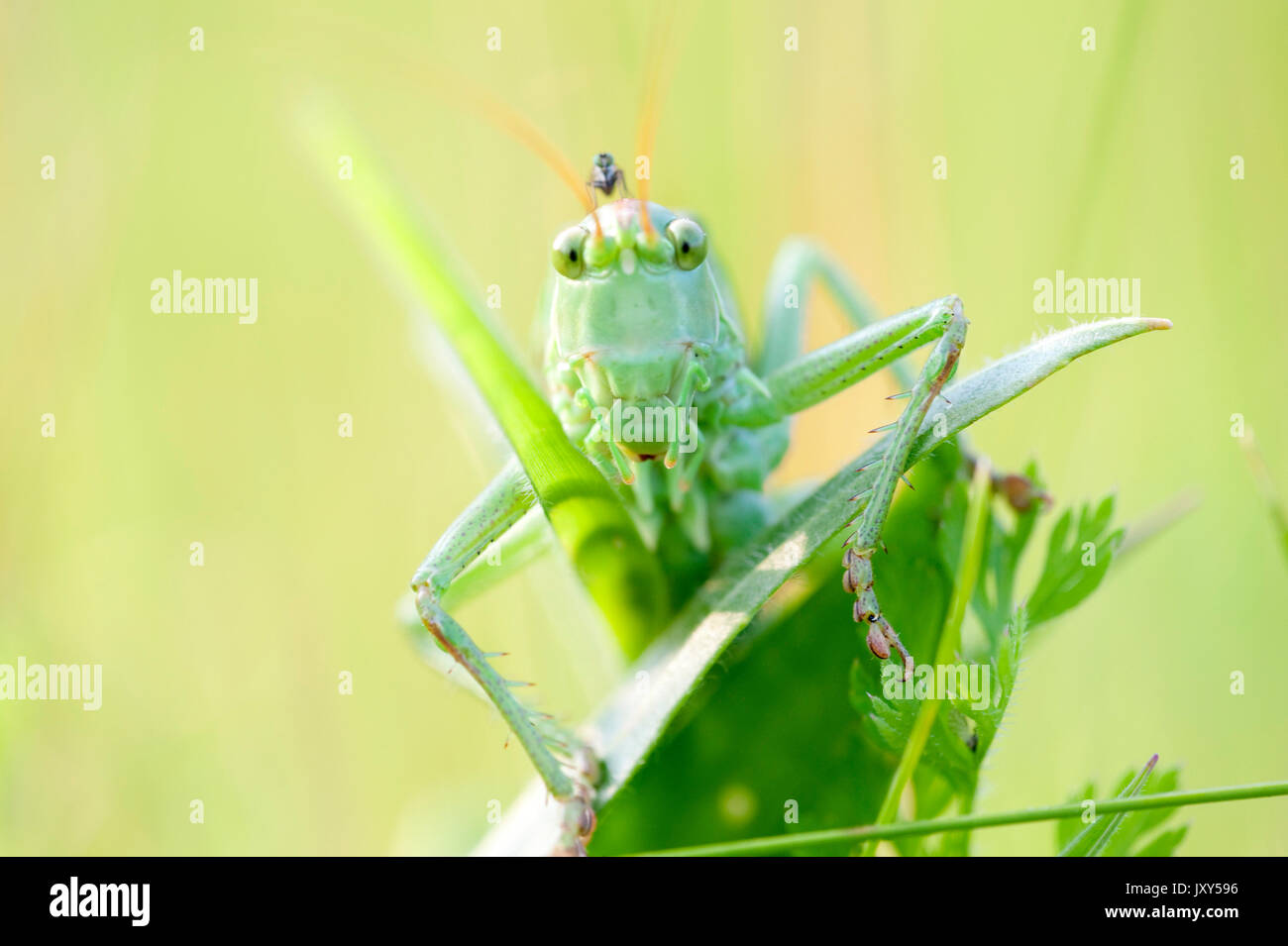 Grande macchia verde Cricket, Tettigonia viridissima, Monti Fagaras, Transilvania Alpi Carpazi, Romania, faccia Foto Stock